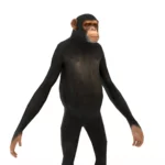 Monkey (chimp) 3d model_(6)