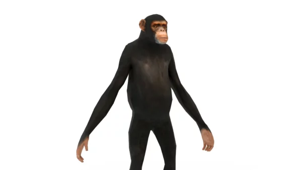 Chimpanzee 3D Model Free Download 3D Model Creature Guard 7