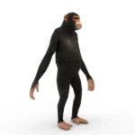 Monkey (chimp) 3d model_(7)