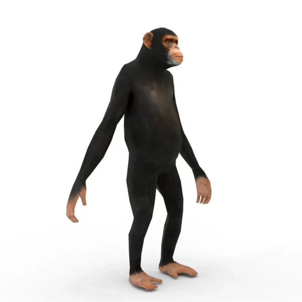 Chimpanzee 3D Model Free Download 3D Model Creature Guard