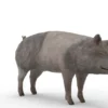 Pig Pack 3D Model Free Download 3D Model Creature Guard 22