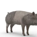 Pig 3d model_(1)