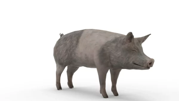 Pig Pack 3D Model Free Download 3D Model Creature Guard 6