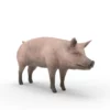 Pig Pack 3D Model Free Download 3D Model Creature Guard 17