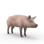 Pig 3d model_(10)