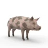 Pig Pack 3D Model Free Download 3D Model Creature Guard 19