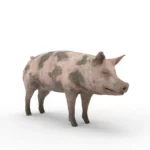 Pig 3d model_(11)