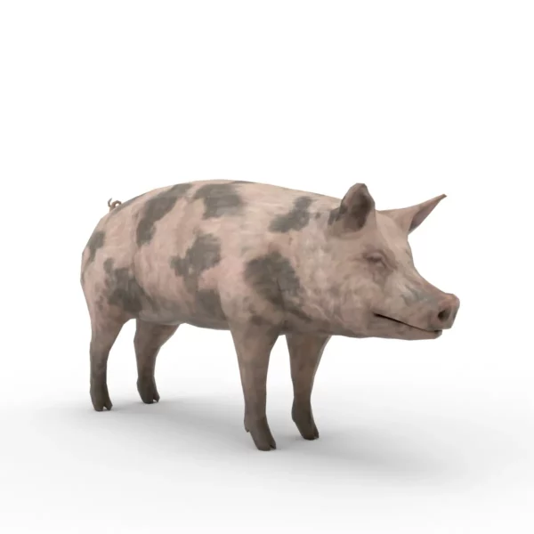 Pig Pack 3D Model Free Download 3D Model Creature Guard 3
