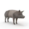 Pig Pack 3D Model Free Download 3D Model Creature Guard 20