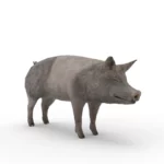 Pig 3d model_(12)