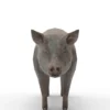 Pig Pack 3D Model Free Download 3D Model Creature Guard 29