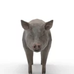 Pig 3d model_(2)
