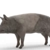 Pig Pack 3D Model Free Download 3D Model Creature Guard 28