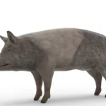 Pig 3d model_(3)