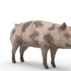 Pig Pack 3D Model Free Download 3D Model Creature Guard 27