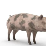Pig 3d model_(4)