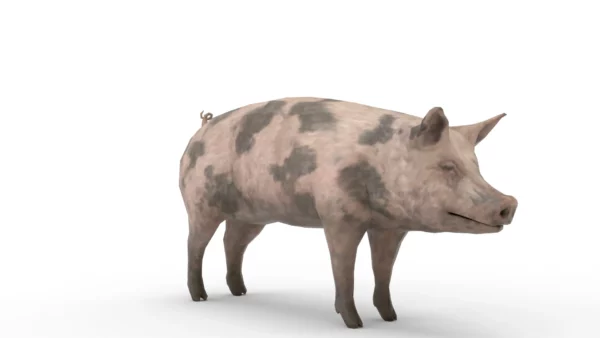 Pig Pack 3D Model Free Download 3D Model Creature Guard 11