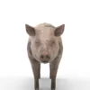 Pig Pack 3D Model Free Download 3D Model Creature Guard 26