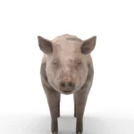 Pig 3d model_(5)