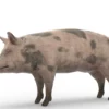 Pig Pack 3D Model Free Download 3D Model Creature Guard 25
