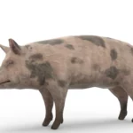 Pig 3d model_(6)
