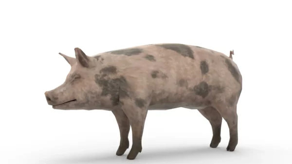 Pig Pack 3D Model Free Download 3D Model Creature Guard 9
