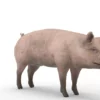 Pig Pack 3D Model Free Download 3D Model Creature Guard 24