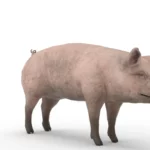 Pig 3d model_(7)