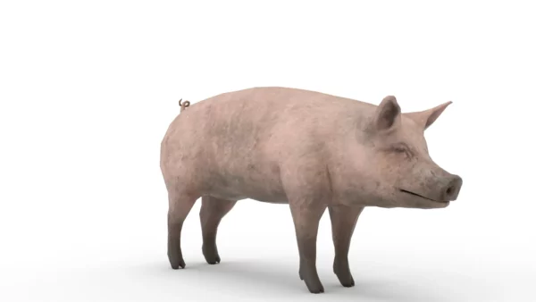 Pig Pack 3D Model Free Download 3D Model Creature Guard 8