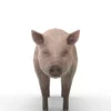 Pig Pack 3D Model Free Download 3D Model Creature Guard 23