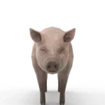 Pig 3d model_(8)
