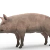 Pig Pack 3D Model Free Download 3D Model Creature Guard 21