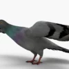 Pigeon 3D Model Free Download 3D Model Creature Guard 13