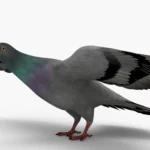 Pigeon 3D Model_(1)