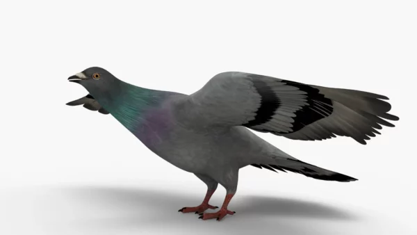 Pigeon 3D Model Free Download 3D Model Creature Guard 3