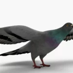 Pigeon 3D Model_(2)