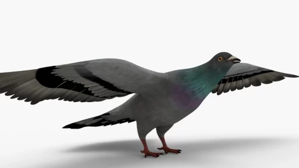 Pigeon 3D Model Free Download 3D Model Creature Guard 2