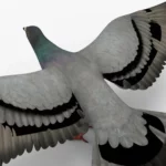 Pigeon 3D Model_(3)