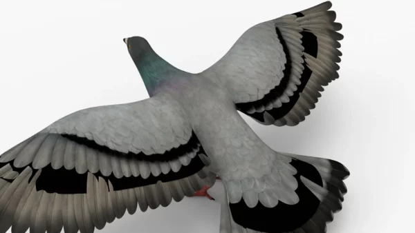 Pigeon 3D Model Free Download 3D Model Creature Guard 7