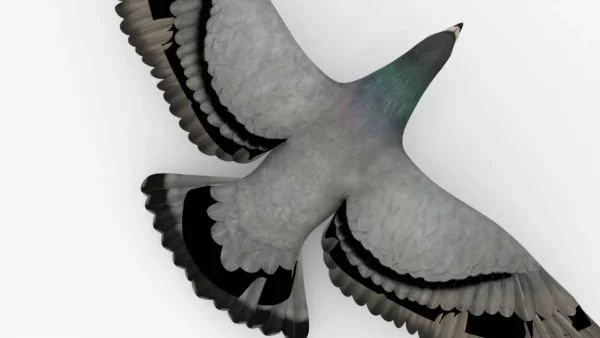 Pigeon 3D Model Free Download 3D Model Creature Guard 6