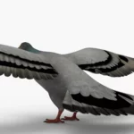 Pigeon 3D Model_(5)