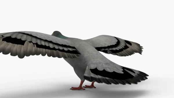 Pigeon 3D Model Free Download 3D Model Creature Guard 5
