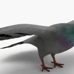 Pigeon 3D Model_(6)