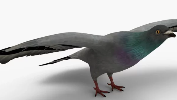 Pigeon 3D Model Free Download 3D Model Creature Guard 4