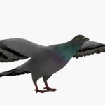 Pigeon 3D Model_(7)