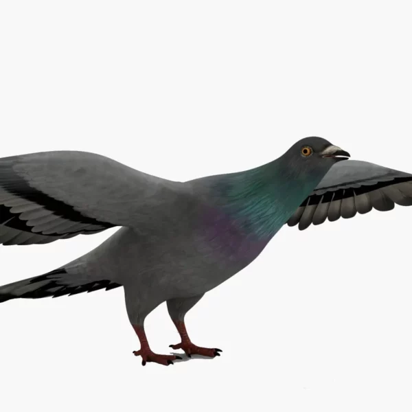 Pigeon 3D Model Free Download 3D Model Creature Guard