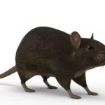 Rat 3d model_(1)