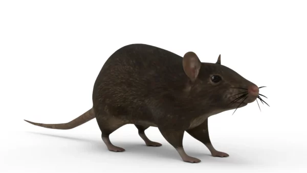 Brown Rat 3D Model Free Download 3D Model Creature Guard 2