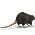 Rat 3d model_(10)