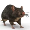Rat 3D Model Free Download 3D Model Creature Guard 14
